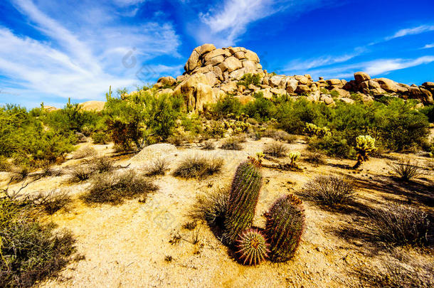 沙漠景观和大岩石形成桶仙人掌
