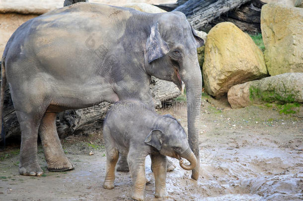 小象在泥泞中微笑，母象在微笑