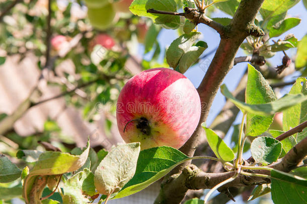 有红苹果的苹果树。 花园里的苹果树。 夏天的花园水果。 树上的绿色苹果。 收获苹果。 红色的