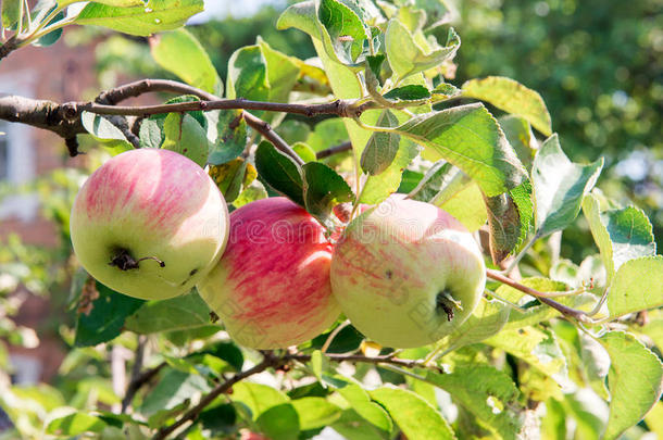 有红<strong>苹果</strong>的<strong>苹果</strong>树。 花园里的<strong>苹果</strong>树。 夏天的花园水果。 树上的绿色<strong>苹果</strong>。 收获<strong>苹果</strong>。 红色的