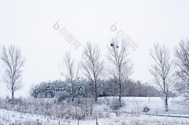 冬仙境冬季森林冬季森林冬季森林雪