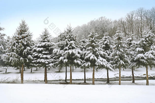 刚落下的雪凝聚着一排松树的枝条