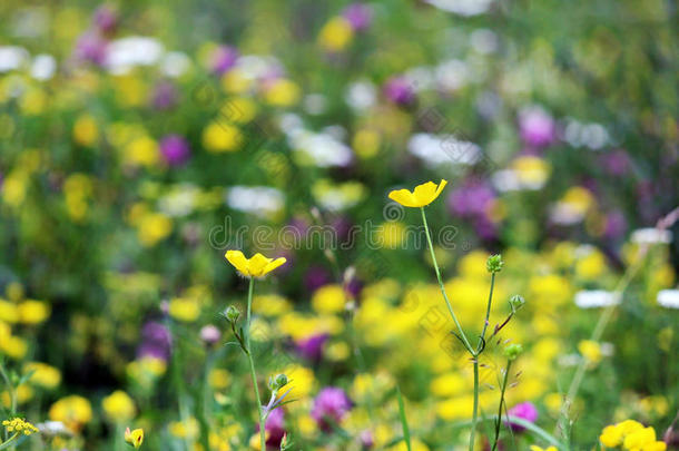 三叶草、牛油草、柳和其他草本植物的花草。 <strong>暑期</strong>背景。