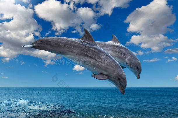 海豚在海里跳跃