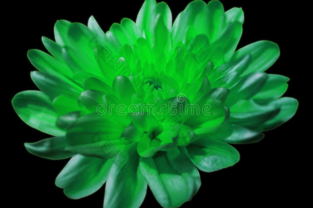 绿色绿松石菊花。 黑色隔离背景与裁剪路径。 特写镜头。