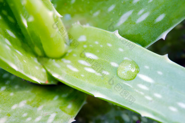 <strong>芦荟</strong>植物叶液滴