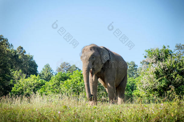 泰国清迈马萨的亚洲小象