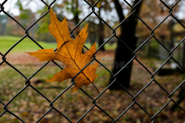 秋天每年落叶的在期间栅栏固定的