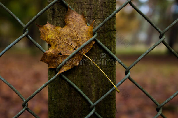 秋天每年落叶的栅栏固定的树叶