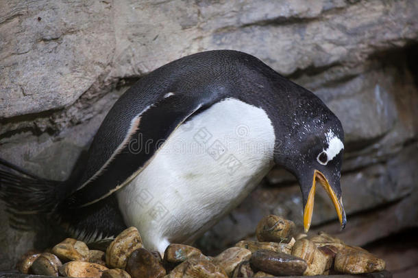 金杜企鹅PygoscelisPapua。
