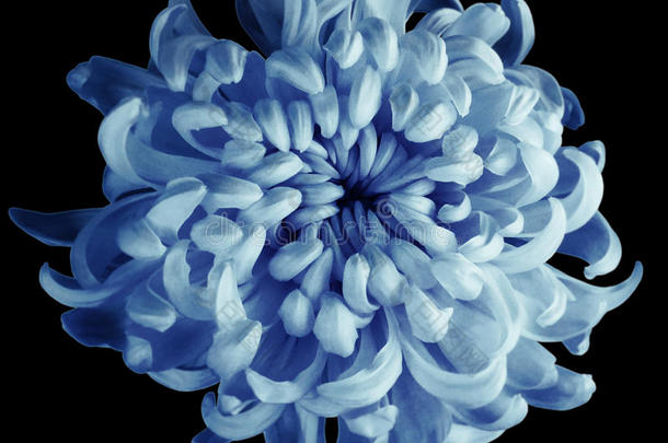 菊花蓝绿<strong>松石</strong>花与剪裁路径在黑色背景上分离。 美丽的菊花深蓝色的中心
