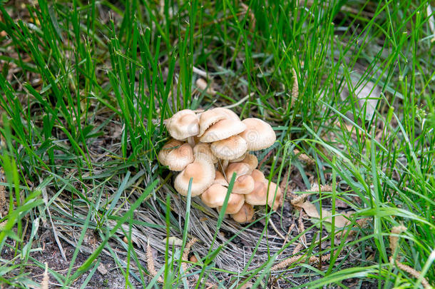 采蘑菇。 石菇，蘑菇照片，森林照片，森林蘑菇，森林蘑菇照片。 蘑菇聚会