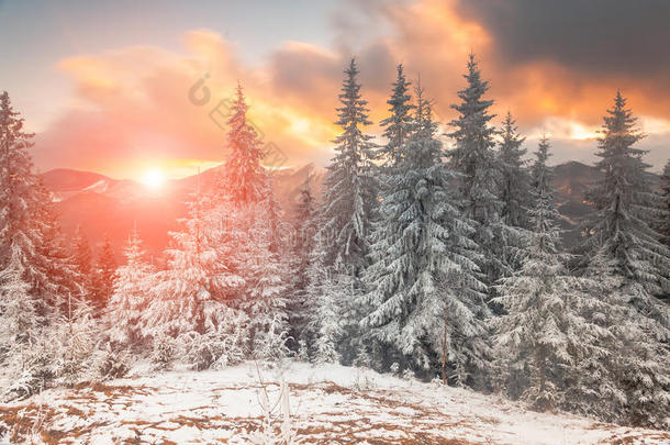 奇妙的冬季雪景被阳光照<strong>耀</strong>。 自然公园。 卡帕提安，乌克兰，欧洲。 美丽的<strong>世</strong>界。 新年快乐！ ！