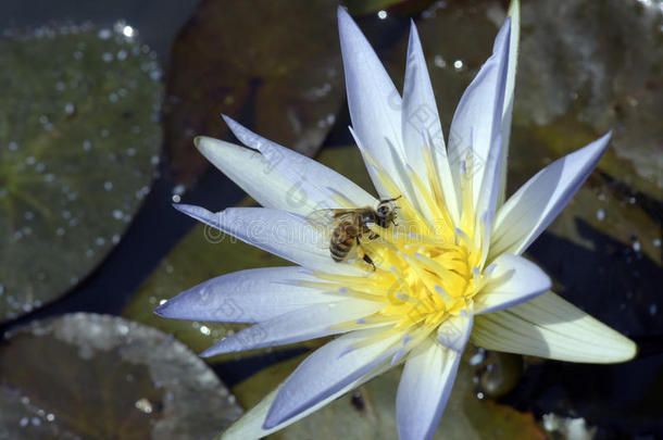 蜜蜂授粉蓝色水