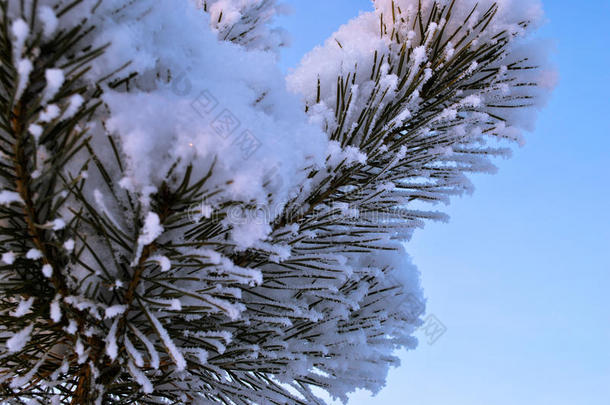 寒冷的弗内德尔霜冷冰冰的松木