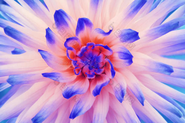 大丽花白蓝红。 花瓣颜色的射线。 特写镜头。 美丽的大丽花盛开的设计。