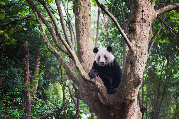 大熊猫坐在树上-成都