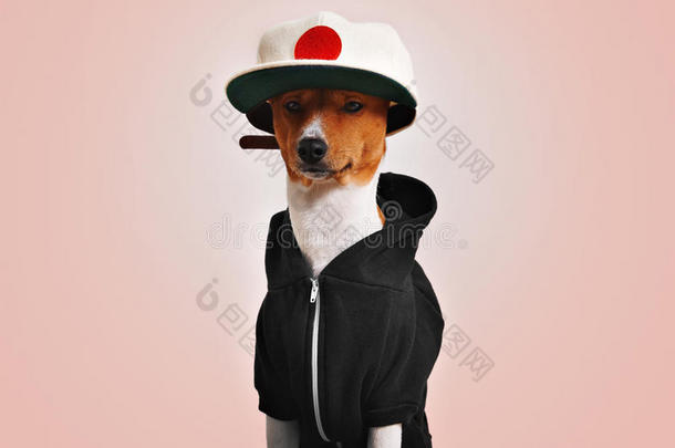 可爱的狗穿着帽衫和<strong>卡车司机</strong>帽子