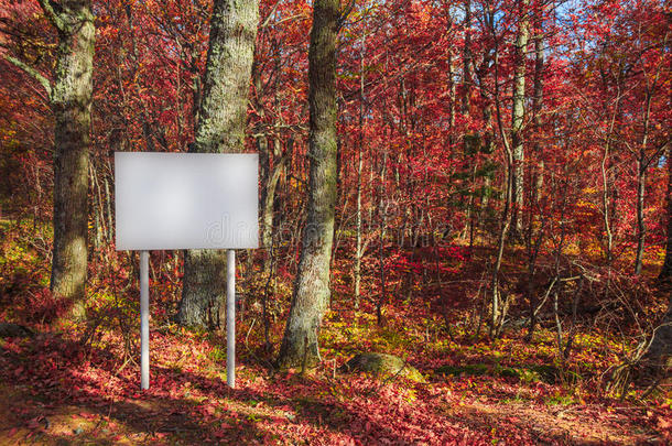 风景秀丽的秋天森林里的广告牌，地上有落叶、阳光、阴影、绿草和苔藓。