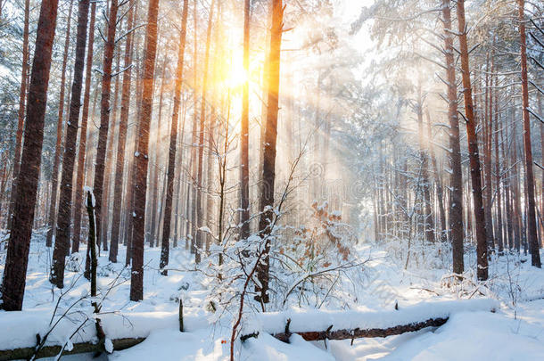 阳光照耀下的奇妙景观。 自然公园。 卡帕提安，乌克兰，欧洲。 美丽的世界。 新年快乐！ ！