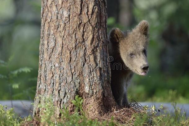 夏天森林里棕熊熊的幼崽。