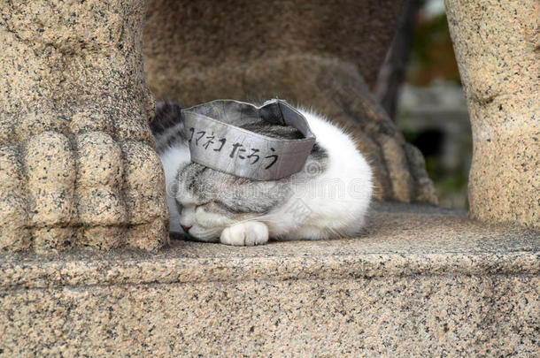 建筑学亚洲桥建筑猫