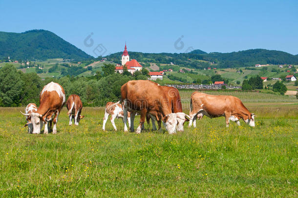 牛群在田野-乡村场景中放牧
