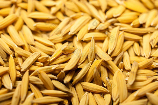 关闭水稻没有出壳。 传播水稻茉莉花米在阳光下干燥，泰国准备作为大众产品加工。
