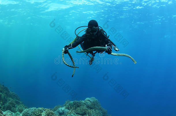 潜水员海蛇水下潜水图片海洋