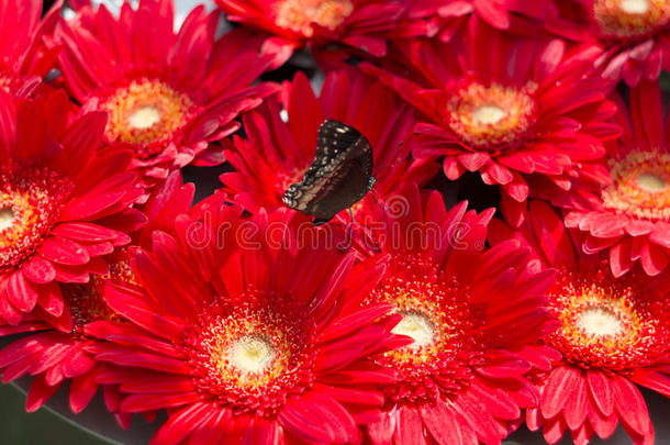 一群带蝴蝶的大红非洲菊