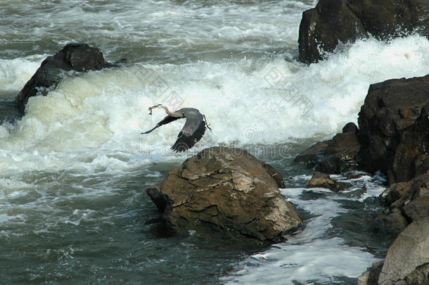 伟大的蓝鹭在伟大的瀑布，马里兰州