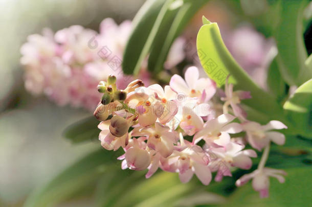 一束粉粉色的天心兰花，甜美的色调和柔软的焦点。