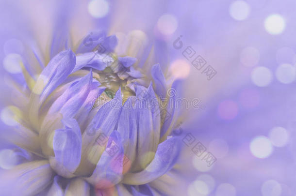 蓝色粉红色模糊的背景大丽花。 花在模糊的背景上。 花卉构图。 花卉背景。