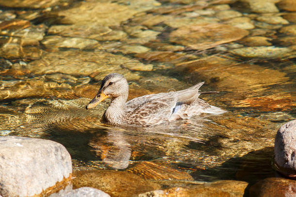 鸭子在墨色河里游泳