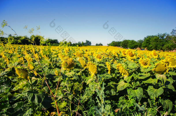 夏季在田野上盛开的大向日葵、向日葵、向日葵、annuus植物。 开花明亮的黄色向日葵背景