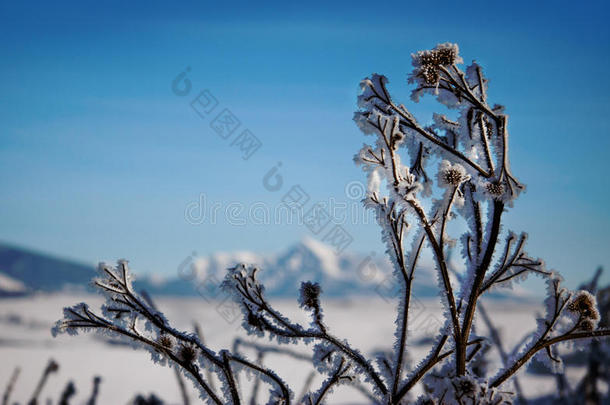 <strong>寒冷的冬天</strong>风景.在<strong>寒冷的冬天</strong>，树枝上覆盖着冰雪