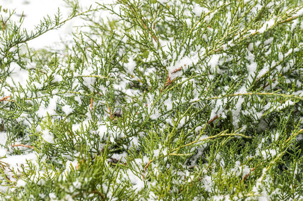 冬季松树灌木枝条上新落雪的特写