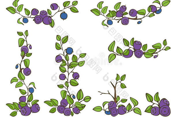 美丽的无缝图案与天然新鲜蓝莓。 手绘素描元素在白色背景上
