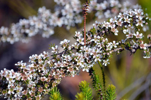 澳大利亚白茶树花，钩藤