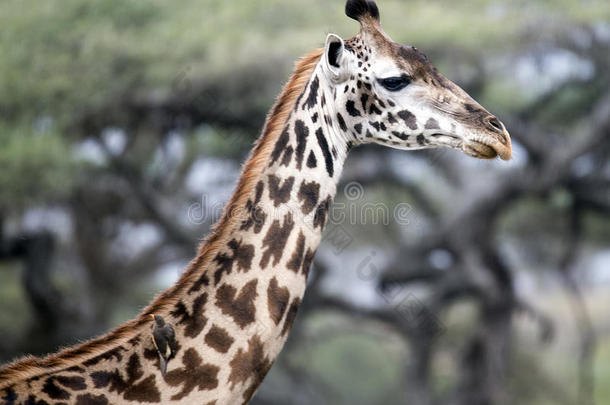 一只马赛长颈鹿的头部和颈部的特写侧视，看着前面有一只小鸟在它`脖子上
