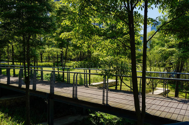 在阳光明媚的夏天，在树上有栅栏和木板的人行桥