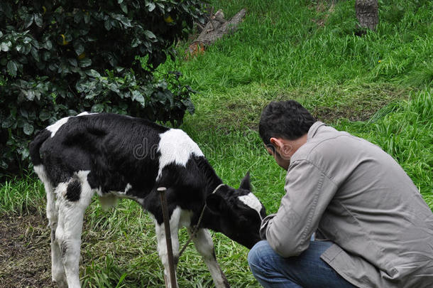 阿根廷小牛随便的牛童年