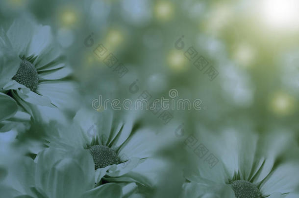 花浅蓝色洋甘菊在模糊的背景上。 花卉构图。 花卉背景。
