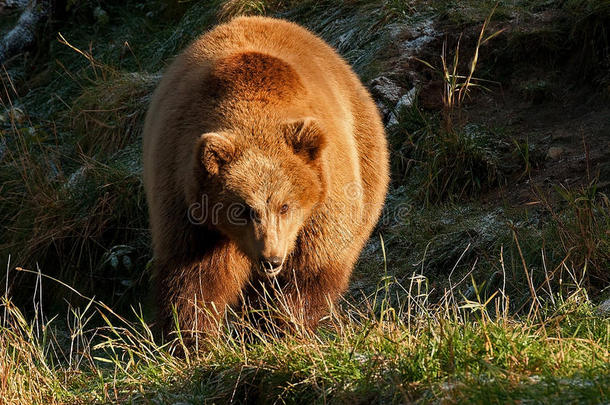 俘虏棕熊，乌苏斯·阿克图斯