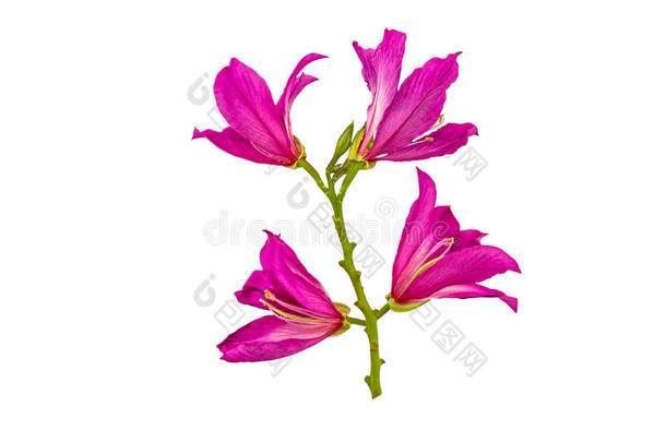 关闭粉红色紫荆花或蝴蝶树白色