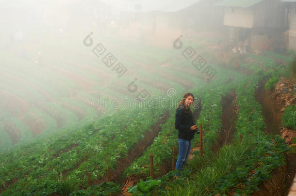 亚洲游客妇女在多安杭山草莓农场