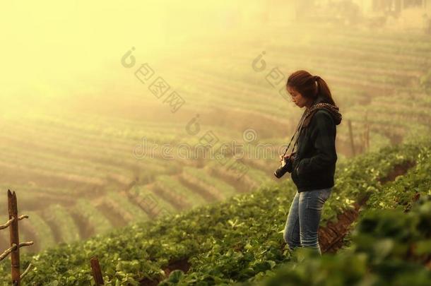 亚洲游客妇女在多安杭山草莓农场