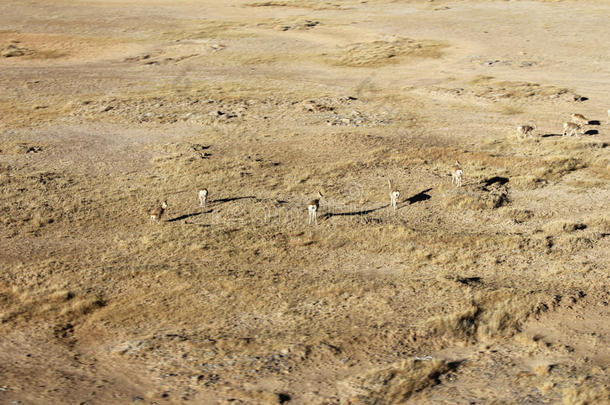 沙漠，沙漠，野生自然和户外草地，绿色植物干旱在非洲拍摄材料内蒙古