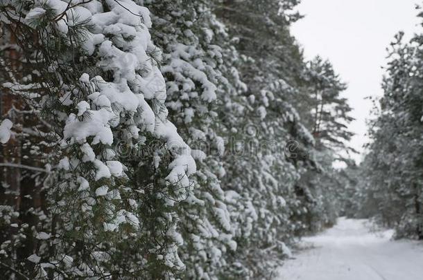 圣诞树树枝在雪松冬季仙女自然森林景观