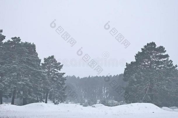 美丽的自然圣诞暴风雪树在冬天的景观在傍晚的降雪景观